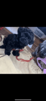 Shorkie Puppies for sale in Rockford, Illinois. price: $600