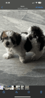Shorkie Puppies for sale in Hialeah, FL 33012, USA. price: $900