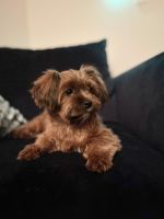 Shorkie Puppies for sale in McDonough, Georgia. price: $700