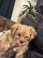 Shorkie Puppies for sale in Nassau, New York. price: NA