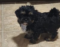 Shorkie Puppies for sale in Waterloo, IA, USA. price: $800