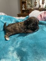 Shorkie Puppies for sale in Greeneville, Tennessee. price: $500