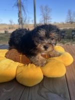 Shorkie Puppies for sale in Kirksville, Missouri. price: $450