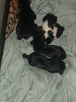 Shorkie Puppies for sale in Bronx, New York. price: $1,000
