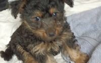 Shorkie Puppies for sale in Albuquerque, New Mexico. price: $600