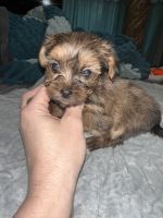 Shorkie Puppies for sale in Jefferson County, AL, USA. price: $300