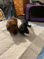 Short haired Guinea Pig Rodents for sale in Pullman, WA 99163, USA. price: NA