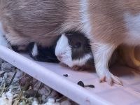 Short haired Guinea Pig Rodents for sale in Staten Island, NY, USA. price: NA