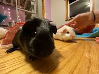 Short haired Guinea Pig Rodents for sale in Winlock, WA 98596, USA. price: NA