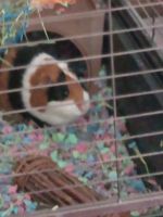 Short haired Guinea Pig Rodents for sale in Jefferson City, MO, USA. price: NA