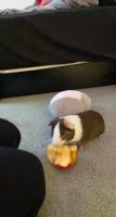 Short haired Guinea Pig Rodents for sale in Raleigh, NC, USA. price: NA