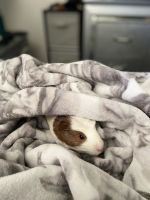 Short haired Guinea Pig Rodents for sale in Santa Rosa, CA, USA. price: NA