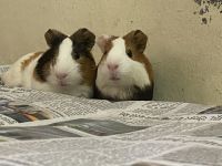 Short haired Guinea Pig Rodents for sale in Dehradun, Uttarakhand, India. price: 3000 INR