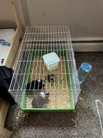 Short haired Guinea Pig Rodents for sale in Phoenixville, PA 19460, USA. price: NA