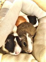 Short haired Guinea Pig Rodents for sale in Land O' Lakes, FL, USA. price: NA