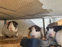 Short haired Guinea Pig Rodents for sale in Riverside, CA, USA. price: $10
