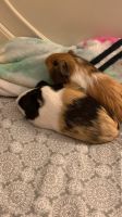 Short haired Guinea Pig Rodents for sale in San Antonio, Texas. price: $50