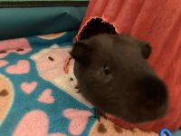 Short haired Guinea Pig Rodents for sale in Colleyville, TX 76034, USA. price: NA