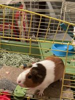 Short haired Guinea Pig Rodents for sale in 3226 Scenic Shore Dr, Seabrook, TX 77586, USA. price: NA