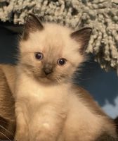 Siamese Cats for sale in Ypsilanti, MI, USA. price: NA