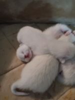 Siamese Cats Photos