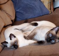 Siamese Cats for sale in Orleans County, VT, USA. price: NA