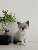 Siamese Cats for sale in North Highlands, CA, USA. price: NA