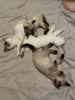 Siamese Cats for sale in Sacramento, CA, USA. price: NA
