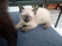 Siamese Cats for sale in Lakewood, CA, USA. price: NA