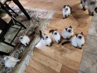 Siamese Cats for sale in Edwardsburg, MI 49112, USA. price: NA
