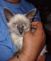 Siamese Cats for sale in Columbia, MO, USA. price: NA
