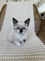 Siamese Cats for sale in North Highlands, CA, USA. price: NA