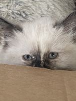 Siamese Cats for sale in Shrewsbury, MA 01545, USA. price: NA