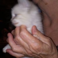 Siamese Cats for sale in VA-151, Virginia, USA. price: NA