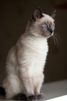 Siamese Cats for sale in Rosemead, CA, USA. price: NA