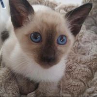 Siamese Cats for sale in SC-544, Myrtle Beach, SC, USA. price: NA