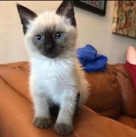 Siamese Cats for sale in Florence, SC, USA. price: NA