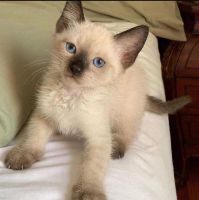 Siamese Cats for sale in Tennessee City, TN 37055, USA. price: NA