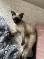 Siamese Cats for sale in Dearborn Heights, MI 48127, USA. price: NA