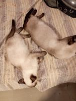 Siamese Cats for sale in Kolkata, West Bengal, India. price: 5000 INR