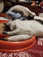 Siamese Cats for sale in Salem, OR 97301, USA. price: NA