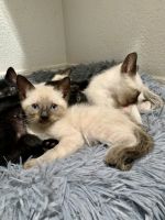 Siamese Cats for sale in Phoenix, AZ, USA. price: NA