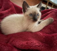 Siamese Cats for sale in Camp Lejeune, NC 28547, USA. price: NA