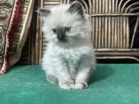 Siamese Cats for sale in Lucknow, Uttar Pradesh, India. price: 8000 INR
