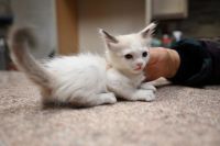 Siamese Cats for sale in El Paso, TX, USA. price: NA