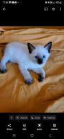 Siamese Cats for sale in Bronx, NY, USA. price: $650