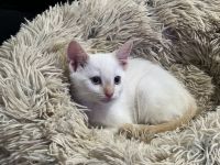Siamese Cats for sale in Rancho San Diego, CA, USA. price: $1,000