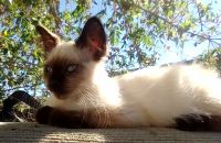 Siamese Cats for sale in Weldon, CA 93283, USA. price: $550