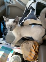 Siamese Cats for sale in Salinas, CA 93901, USA. price: $359