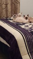 Siamese Cats for sale in Vallejo, CA, USA. price: $50